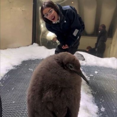 Olivia Rodrigo meets pesto the penguin