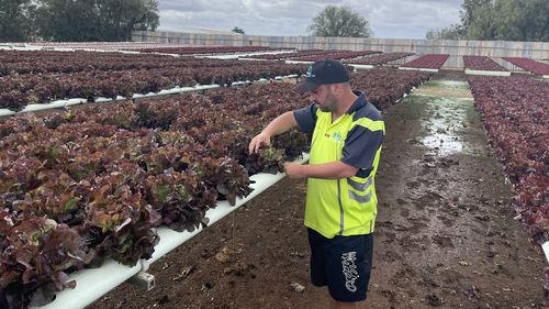 Anthony Musolino estimates yesterday's hail storm caused around $300,000 worth of damage to his lettuce crop. 