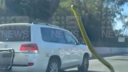 A driver said they got a "surprise" when a cheeky hitchhiker popped up on their windscreen while they were speeding down the highway.The green tree snake popped up in front of Thiago Abreu as he drove to work near Burleigh Heads on Queensland's Gold Coast.