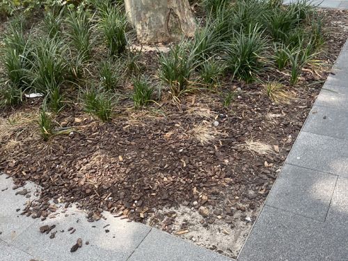 Aï»¿ City of Sydney councillor is fighting for more fencing around some of the city's green spaces to protect them from being damaged by pedestrians and pets.