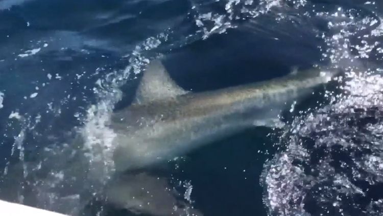 Watch: Anglers Land Giant Great White on Florida Beach