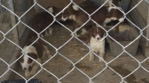 Un éleveur de chiots d'Adélaïde qui gardait des centaines de chiens dans des conditions sordides a échappé à la prison.  Kerrie Fitzpatrick a été condamnée à trois mois de prison avec sursis pour avoir gardé 300 chiens dans une ferme d'élevage dans des conditions épouvantables.