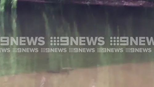 Fish were spotted swimming over footpaths at a local playground in Stirling. (9NEWS)