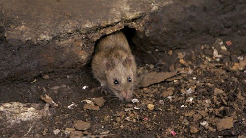Rats taking over our cities as Melbourne council admits baiting failure