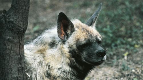 Zoo unsuccessfully attempts to make male hyenas breed