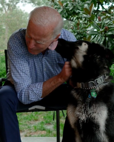 Joe Biden dog lick