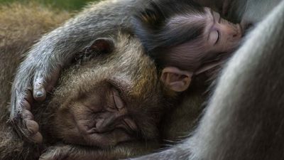'Long-tailed macaques'. Gold Winner - Animal Portraits 