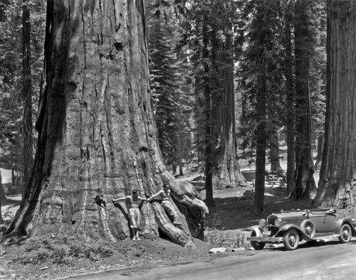 Two men lean against a Sequoia tree in the Sierra mountains in California, Yosemite National Park, California