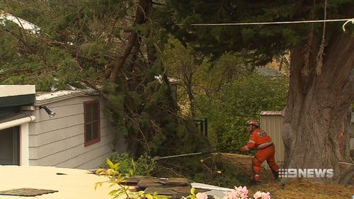 Winds brought down trees across both states. (9NEWS)