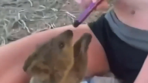 Quokka forced to vape in disturbing online video