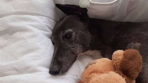 Yvette Colomb has started a petition to ban 1080 baits in Elsa's memory.
