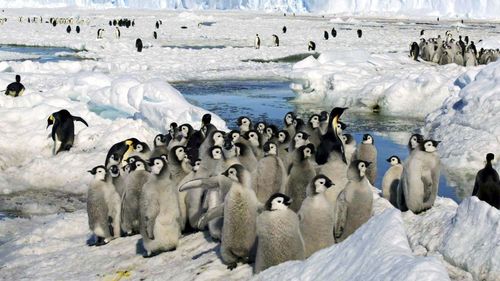 penguins