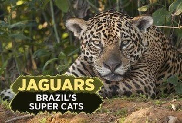 Attenborough: Jaguars: Brazil's Cats