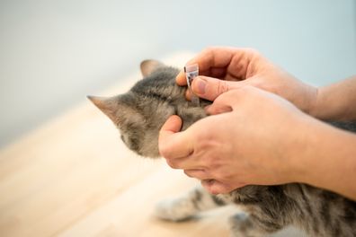 The owner gives the cat a flea treatment.