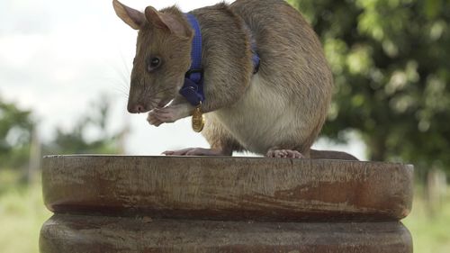 Giant rat wins top hero award for 'lifesaving bravery'