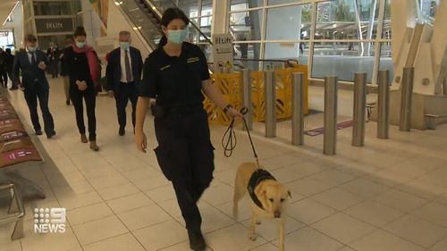 The labradors will have handlers from SA Pathology and will be stationed at the Lyell McEwin Hospital's emergency department.