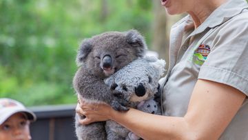 Albert, the tiniest koala joey ever hand-raised at the Australian Reptile Park, has been reintroduced to his real mother, Elsa the koala for the first time since being rescued.