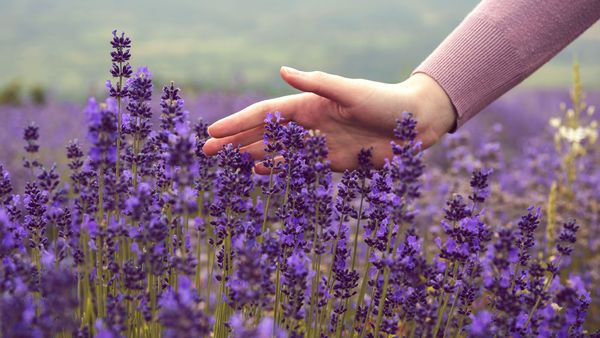 Lavender