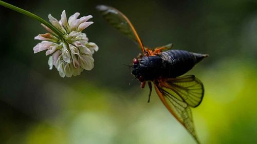 An adult cicada flies from a clover flower in Washington DC.