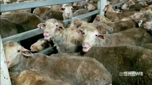Two of three major exporters are now not trading with the Middle East during its sweltering summer after 60 Minutes uncovered shocking treatment of the animals on board the Emanuel Exports ship. Picture: 60 Minutes