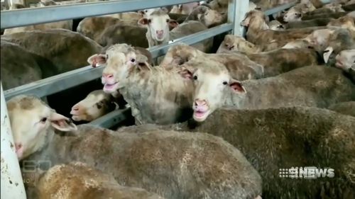 Images of overcrowded ships full of animals horrified Australians.