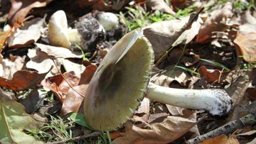 Death cap mushrooms