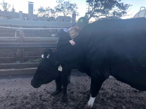 Wendy Ellis wrote on the farm drought fundraising page: “Our cows are a part of our family and we will be absolutely devastated with what will happen to them when our feed and water runs dry." 