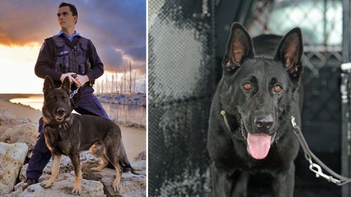 Four-legged cops put the bite in Perth crime fighting