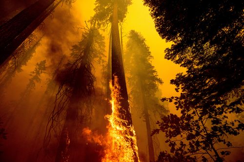 Flames lick up a tree as the Windy Fire burns in the Trail of 100 Giants grove in Sequoia National Forest, California.