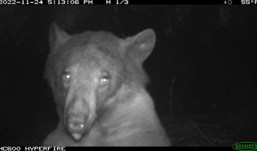 Bear selfie