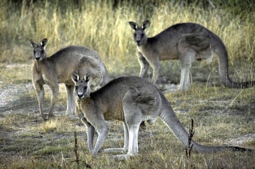 Kangaroos are being pushed into residential areas in the search for food and water. 