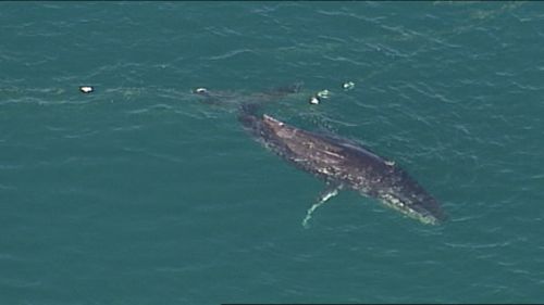 Whale freed after becoming trapped in shark nets off a Gold Coast beach. (9NEWS)