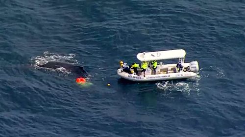 Environmental authorities have this morning been attempting to free a young humpback whale caught in netting just off the Gold Coast.