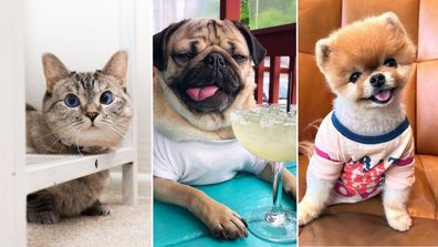 Richest pets in the world