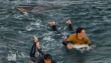 Two surfers at Bells Beach in Victoria paddle to shore as a large shark stalks them.