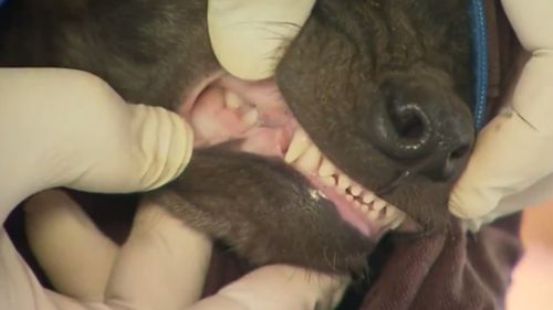 Zoo keepers performed a full health check on the cubs. (9NEWS)