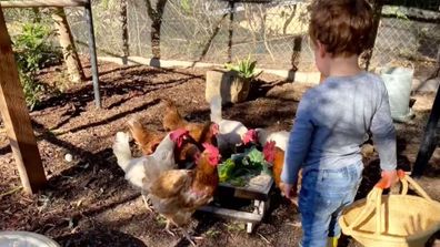 Duchess of Sussex and Prince Harry's son Archie with chickens