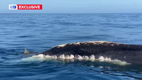 Shark attacks Forster fisherman boat during whale feeding frenzy