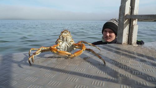 Thousands of spider crabs descend on beach