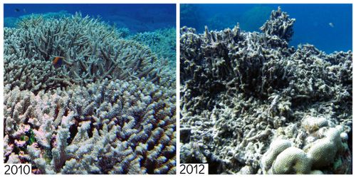 Storms thousands of kilometres away can damage Australian reefs