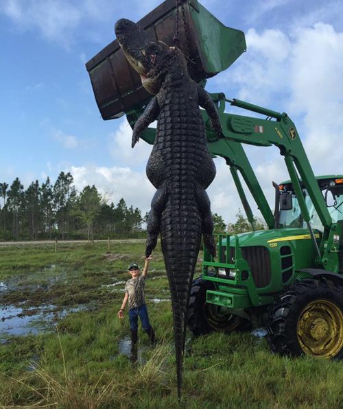Enormous alligator caught on farmland in the US
