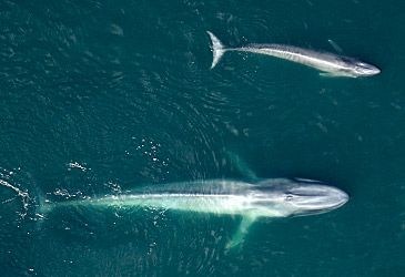 Which subspecies of blue whale is estimated to have the largest population?