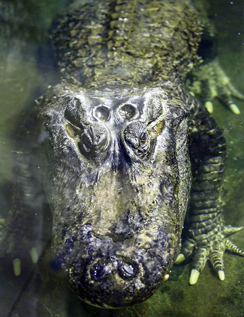 The zoo said the alligator was about 84 years old and died on Friday. (AP Photo/Mikhail Bibichkov)