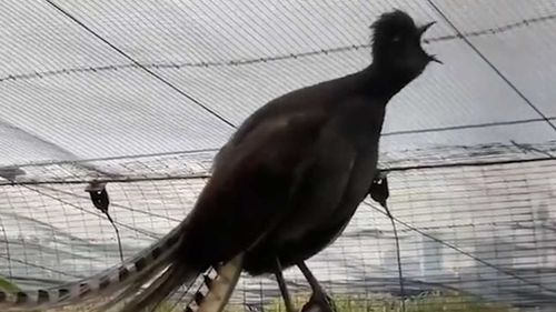 This lyrebird sounds just like a crying baby.