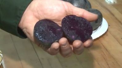 Michigan State University researchers have created a purple potato and turned it into what they're calling 'blueberry chips' 3