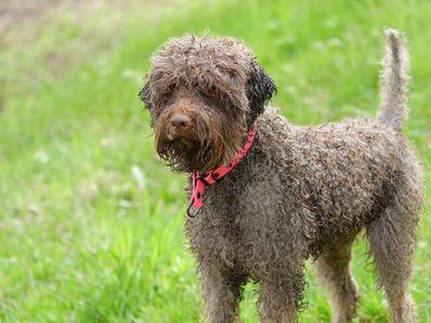 Portrait of an adorable Lagotto Romagnolo Italian water dog (truffle dog) with a blurry background