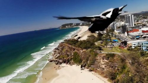 A drone camera has captured the moment a magpie swooped at it in the skies of North Burleigh.