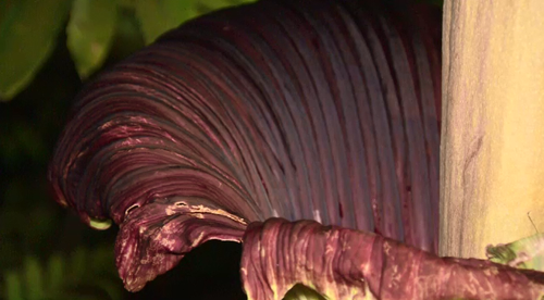 This is the fourth time a Corpse Flower has bloomed in Adelaide and scientists hope to learn more from the rare occurrence.