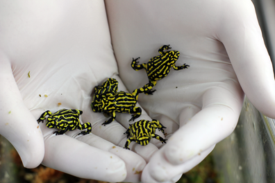 A handful of native Australian Corroboree frogs.