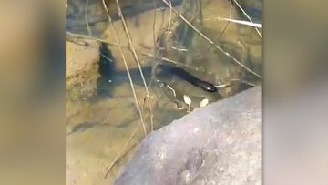 Sean Haydon filmed a red bellied black snake swimming in the Torrens River, hunting a fish this week.